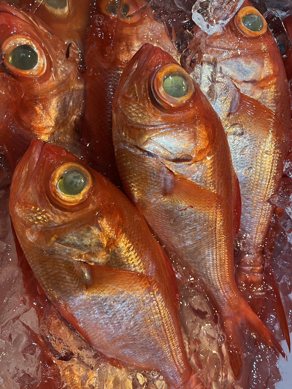 三浦半島直送の地魚